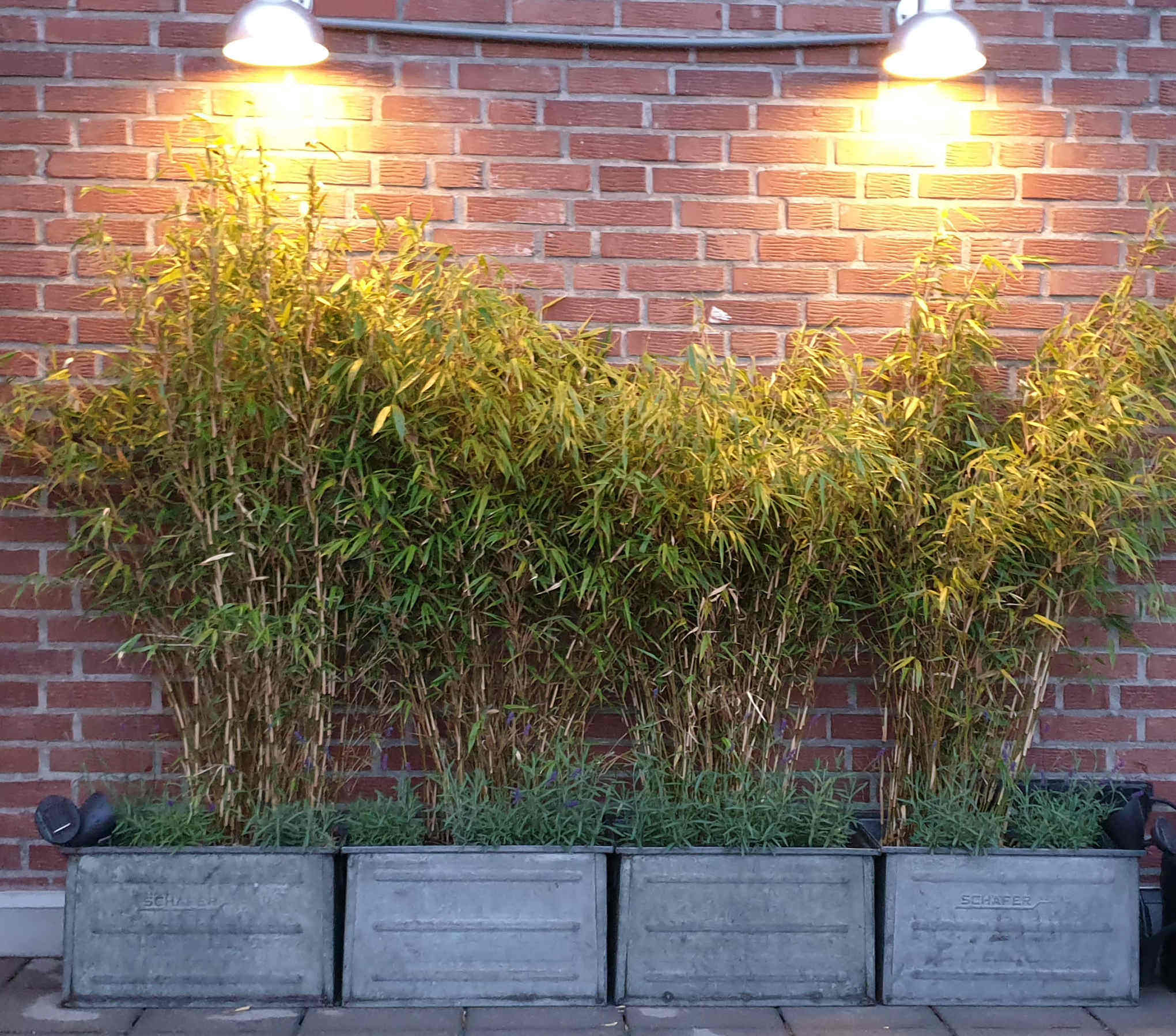 Bamboe planten Bamboe planten