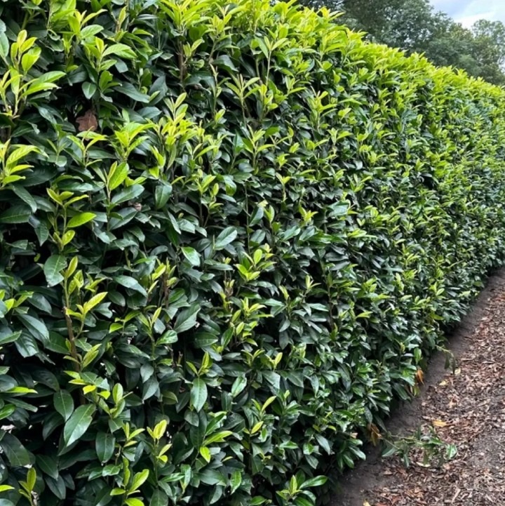 Thuja occidentalis ‘Brabant’