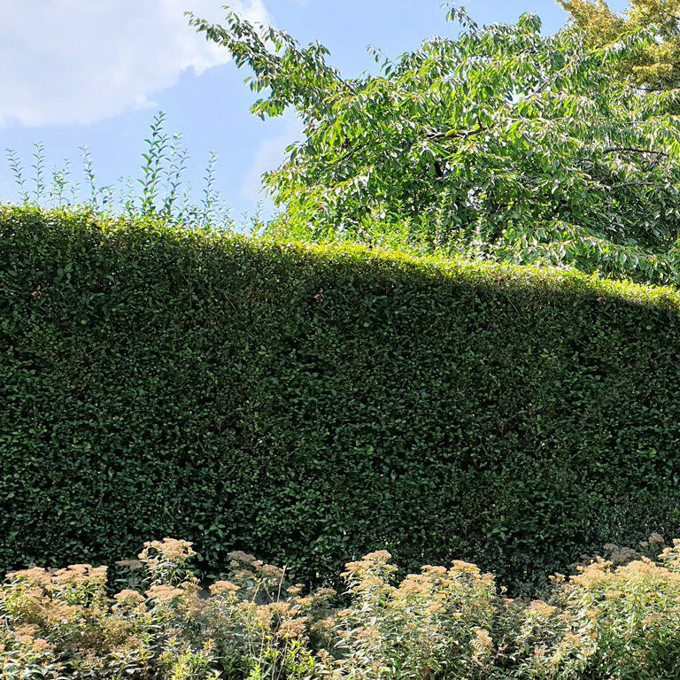 Haagplanten kopen Haagplanten kopen