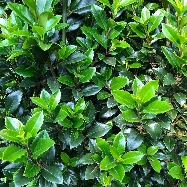 Thuja occidentalis ‘Brabant’