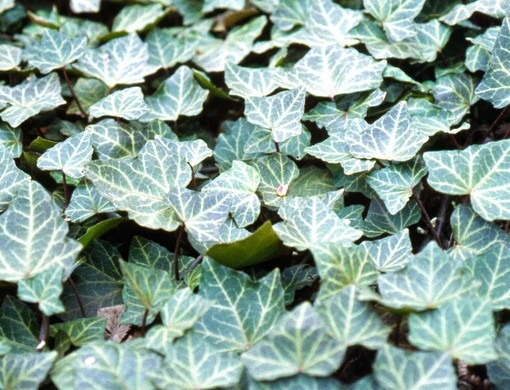 Thuja occidentalis ‘Brabant’
