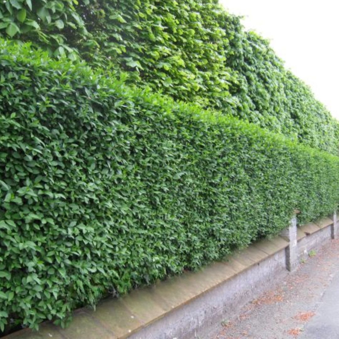Taxus baccata Taxus baccata