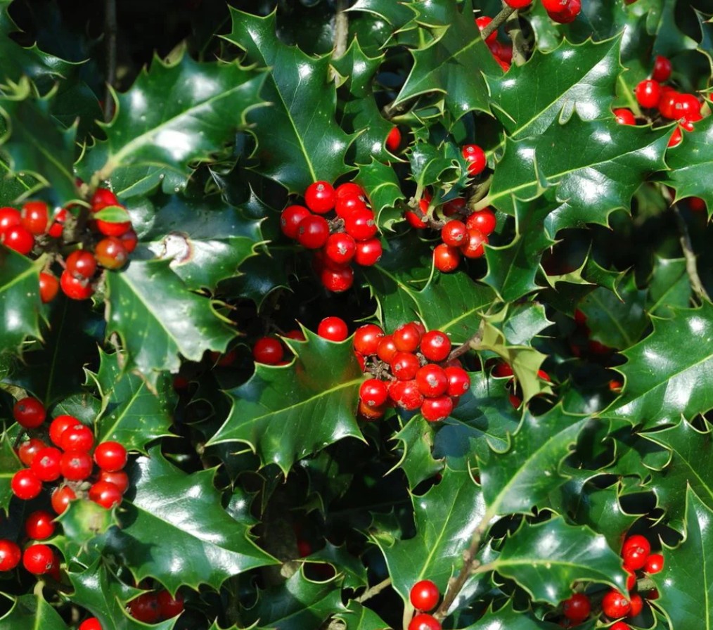 Thuja occidentalis ‘Brabant’