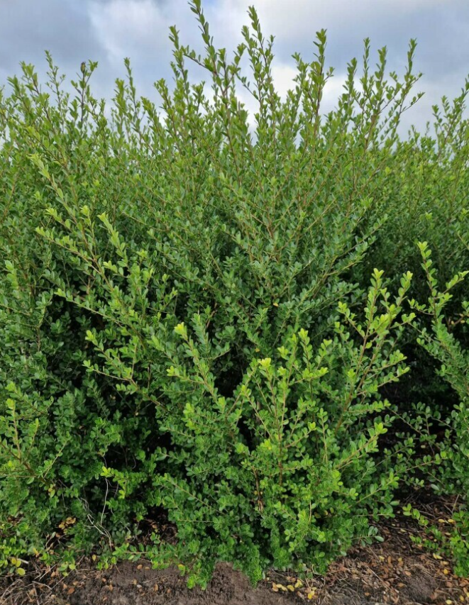 Thuja Brabant