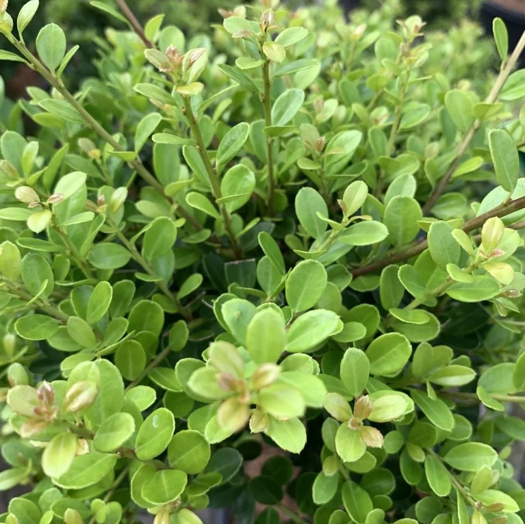 Thuja occidentalis ‘Brabant’