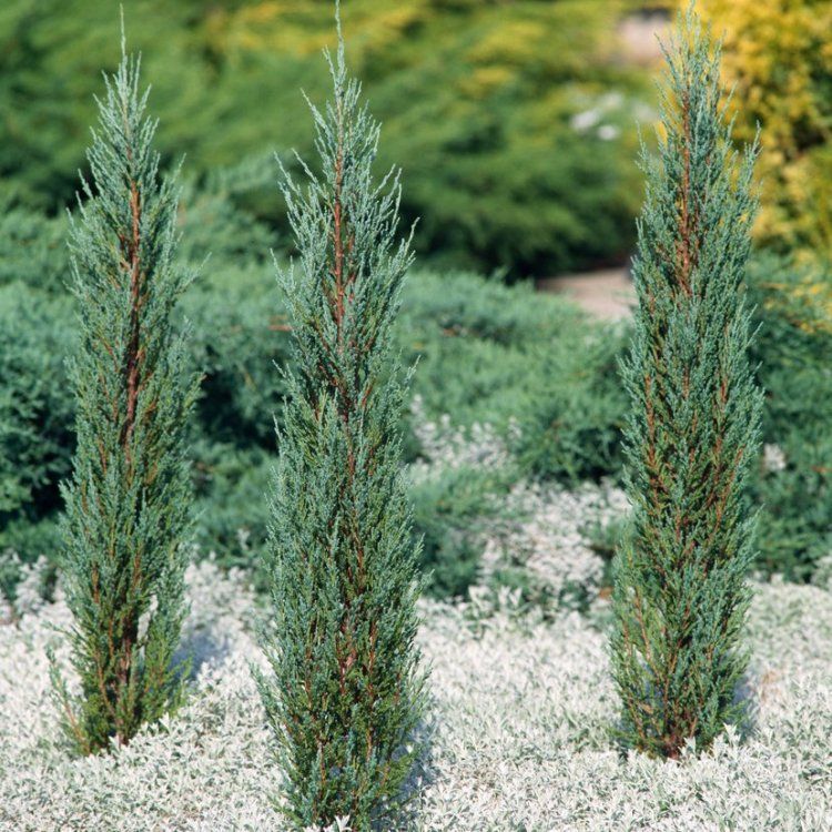 Thuja Brabant
