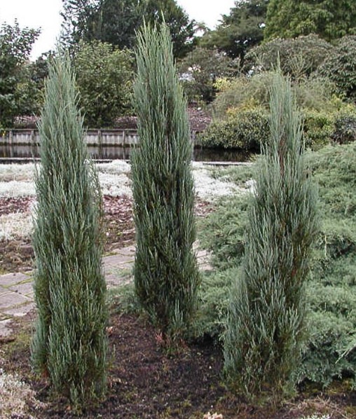 Thuja Brabant kopen