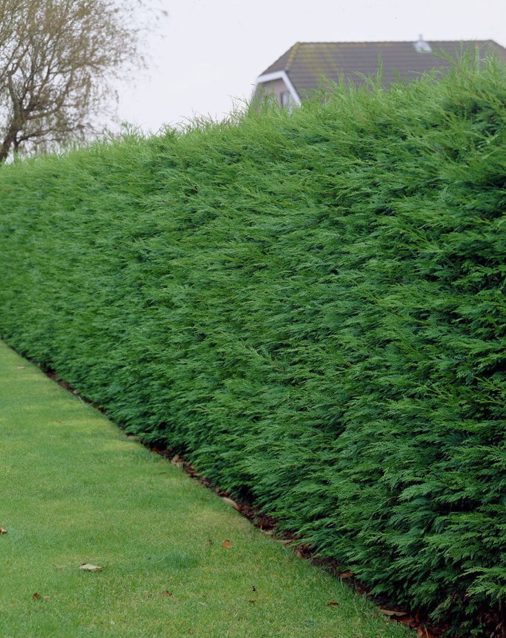 Thuja occidentalis ‘Brabant’