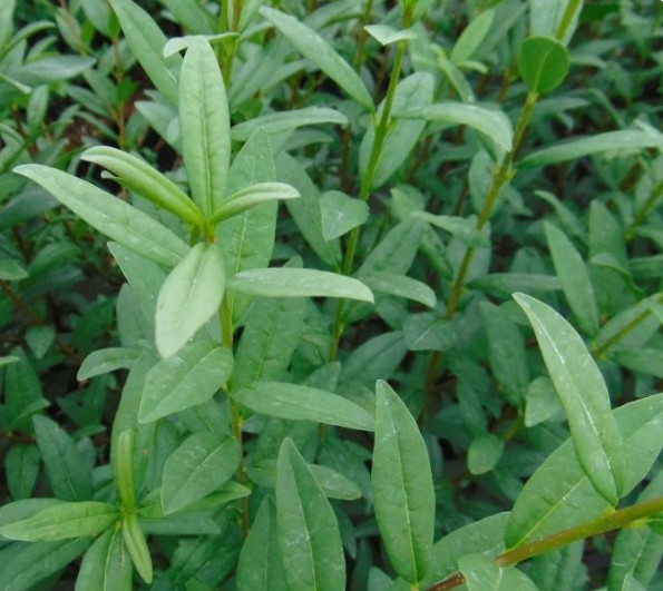 Thuja occidentalis ‘Brabant’
