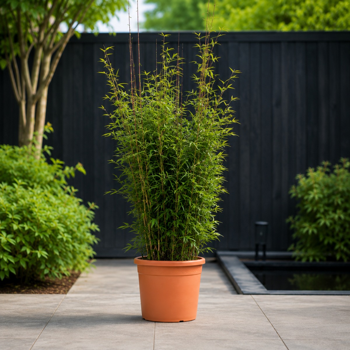 Thuja Brabant