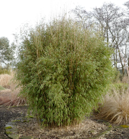 Thuja Brabant kopen