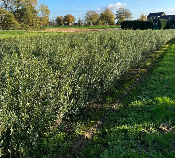 Taxus Taxus