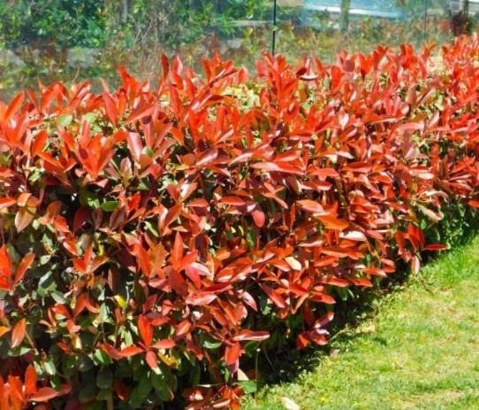 Laurier planten Laurier planten