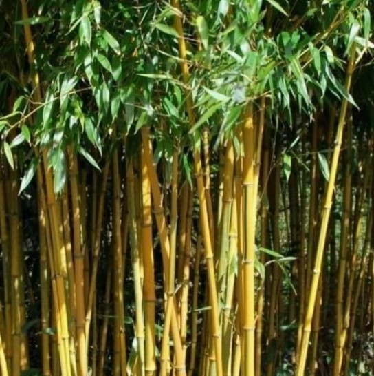 Thuja occidentalis ‘Brabant’