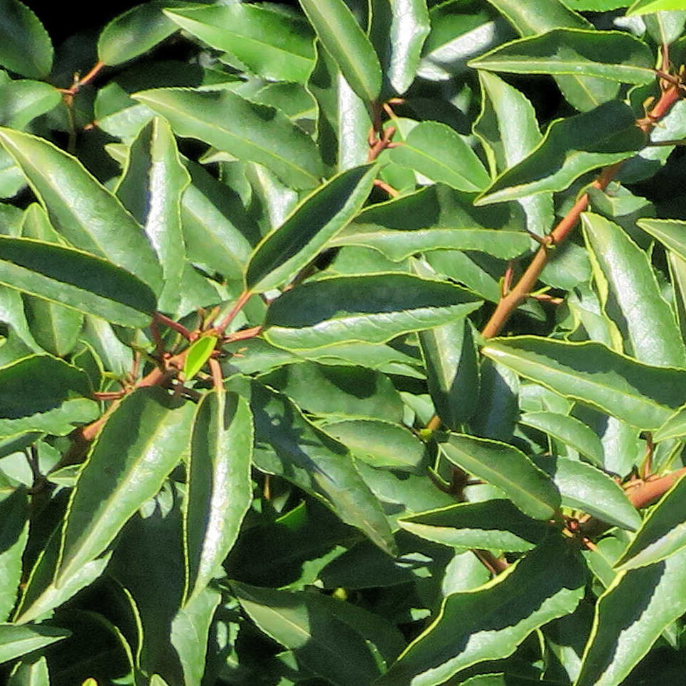 Portugese Laurier winterhard Portugese Laurier winterhard