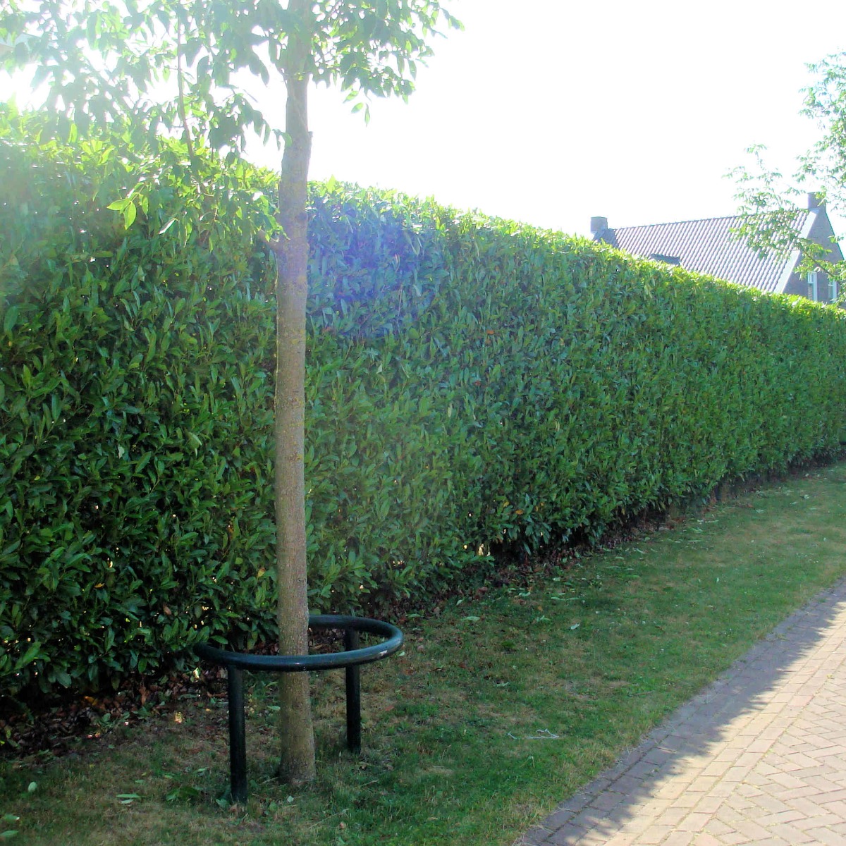 Thuja Brabant kopen