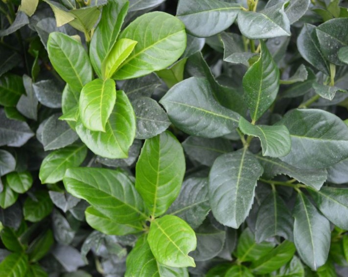 Thuja occidentalis ‘Brabant’