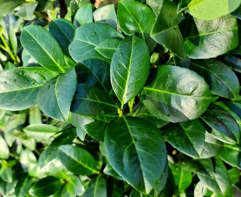 Thuja occidentalis ‘Brabant’