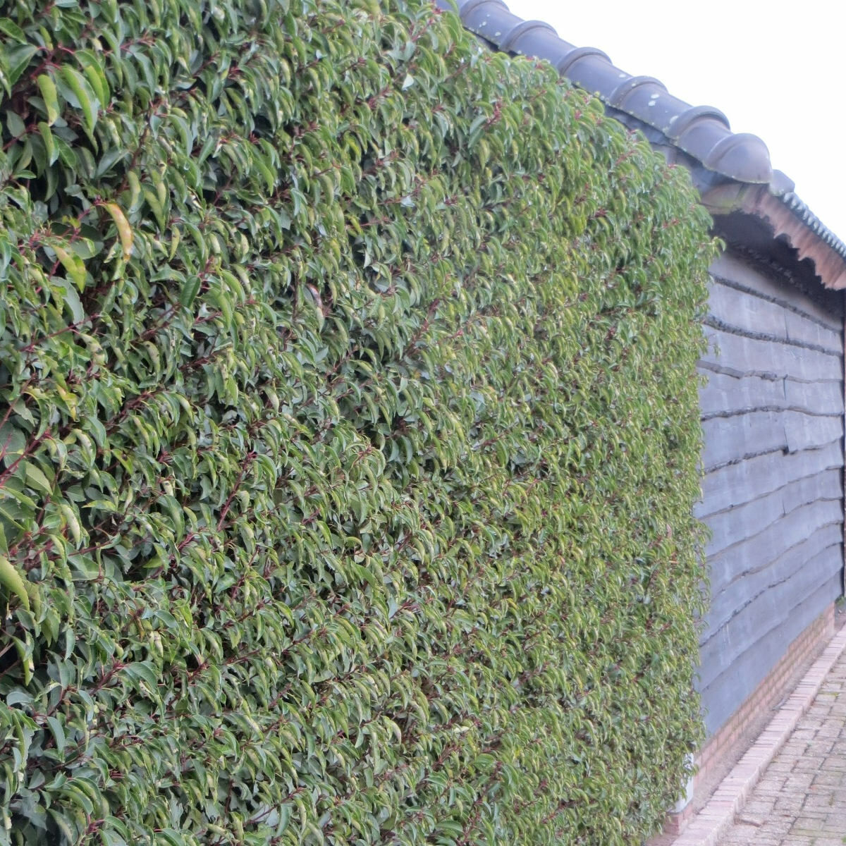 Portugese Laurier winterhard Portugese Laurier winterhard