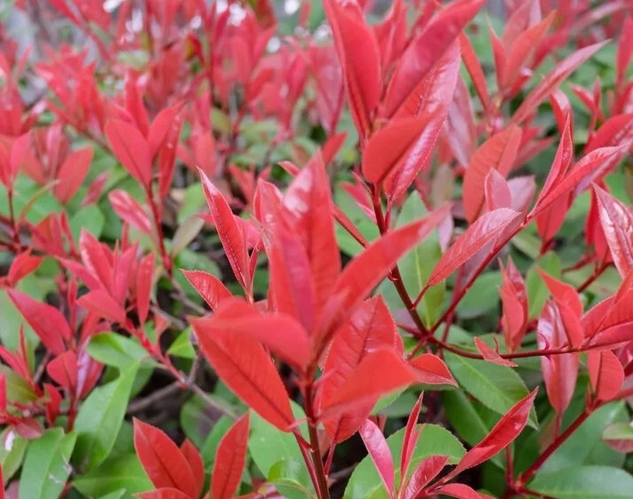 Laurier planten Laurier planten