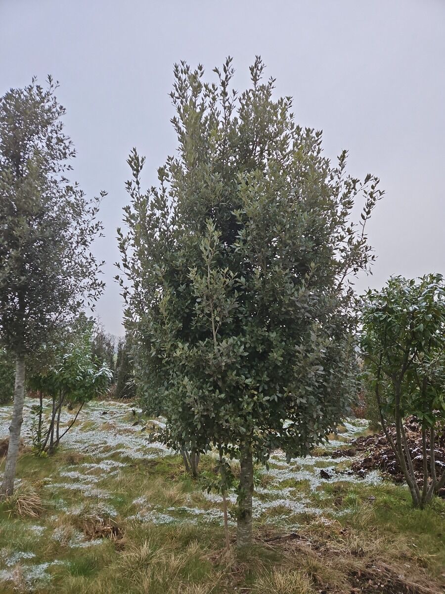 Taxus kopen Taxus kopen