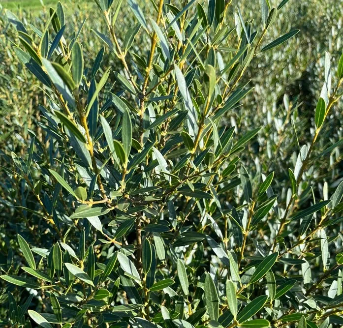 Taxus baccata Taxus baccata
