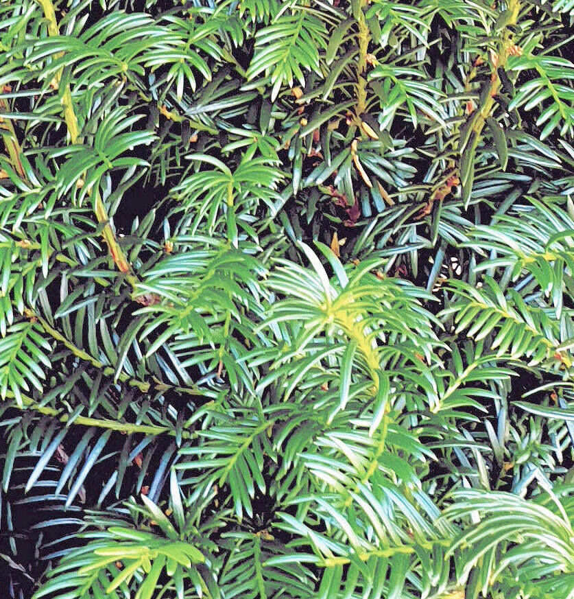 Taxus snoeien Taxus snoeien
