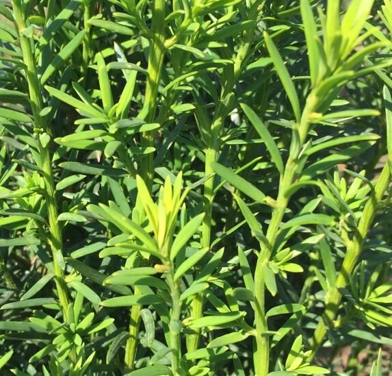 Taxus baccata Taxus baccata