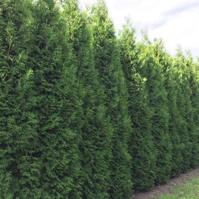Thuja Brabant kopen Thuja Brabant kopen