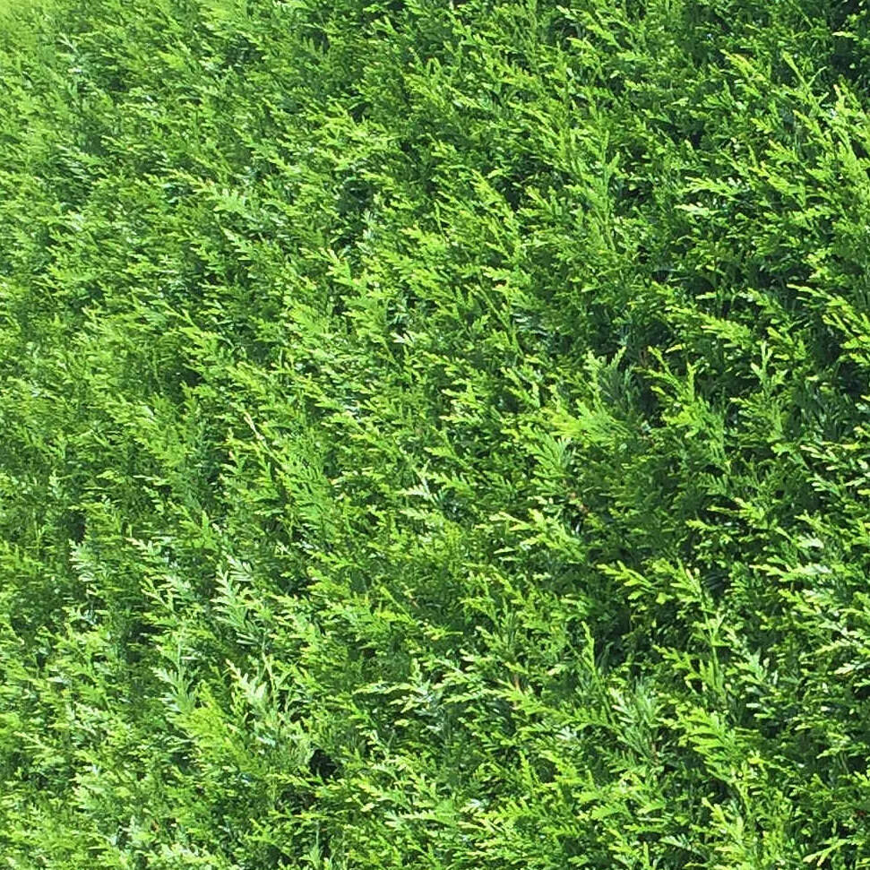 Thuja Brabant Thuja Brabant