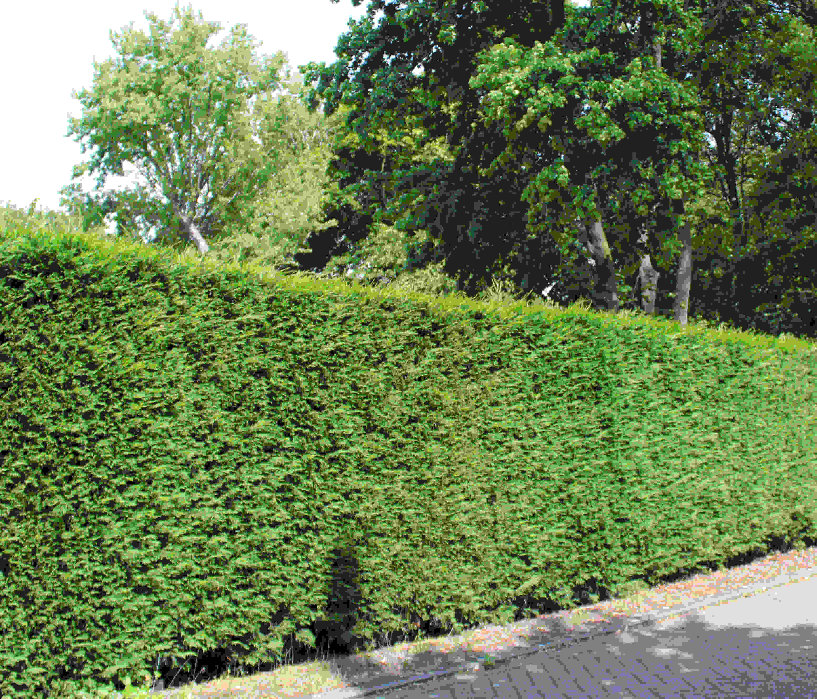 Thuja Brabant Thuja Brabant