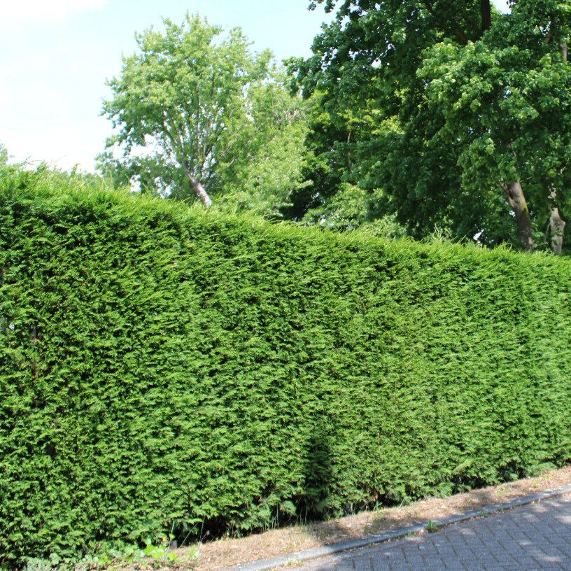 Laurier planten Laurier planten