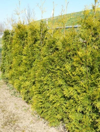 Thuja occidentalis ‘Brabant’