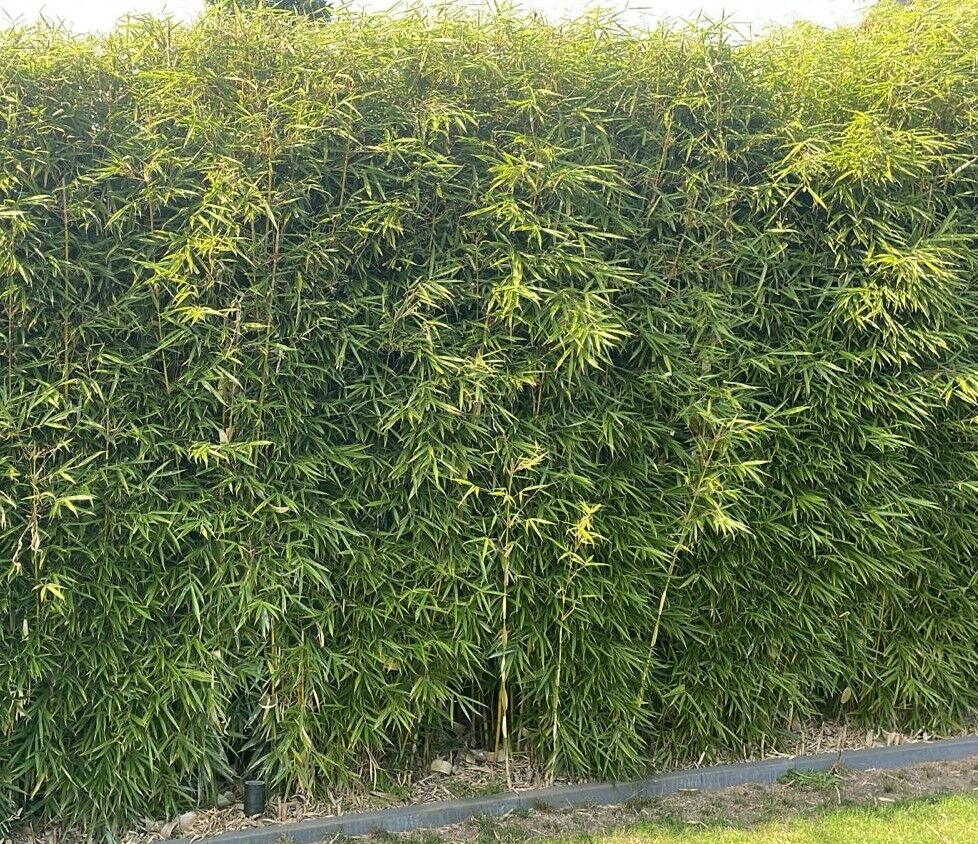 Fargesia robusta 'Campbell'