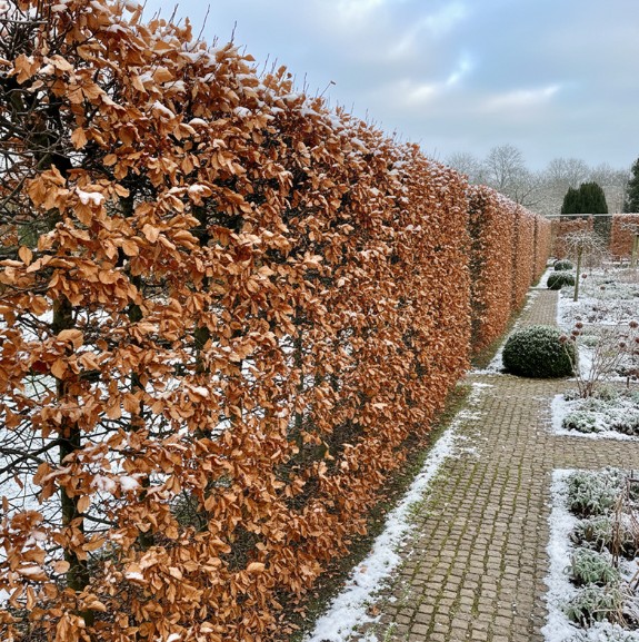 Thuja occidentalis ‘Brabant’