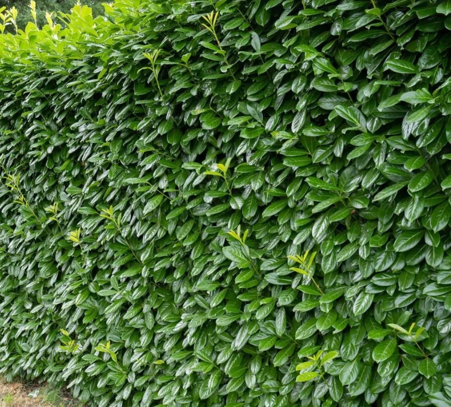 Thuja occidentalis ‘Brabant’