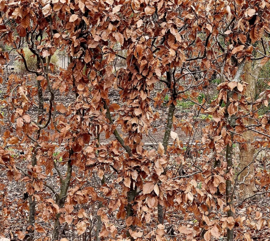 Thuja occidentalis ‘Brabant’