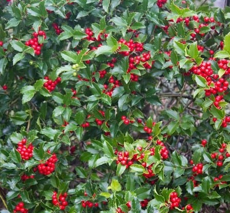 Thuja occidentalis ‘Brabant’