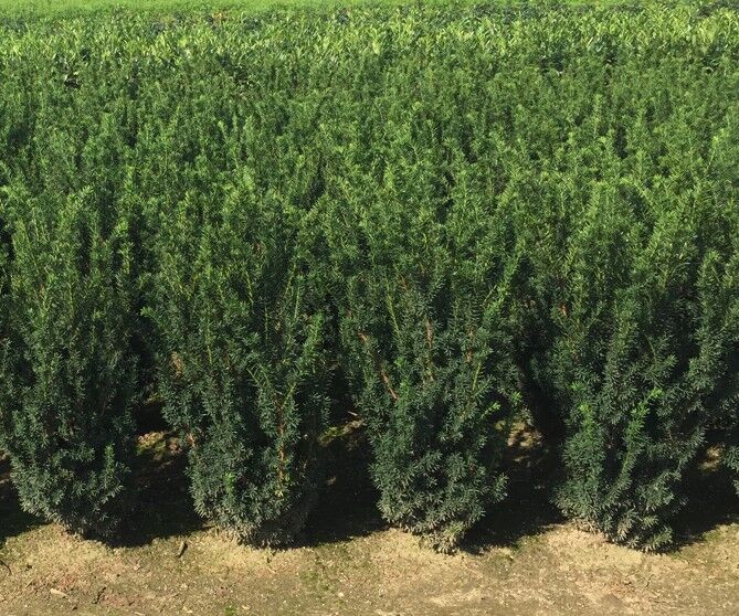 Taxus baccata Taxus baccata