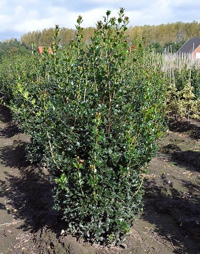 Thuja Brabant kopen