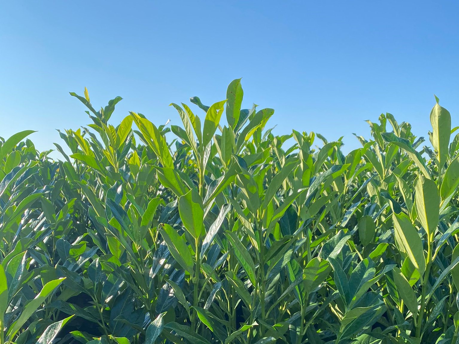 Thuja occidentalis ‘Brabant’