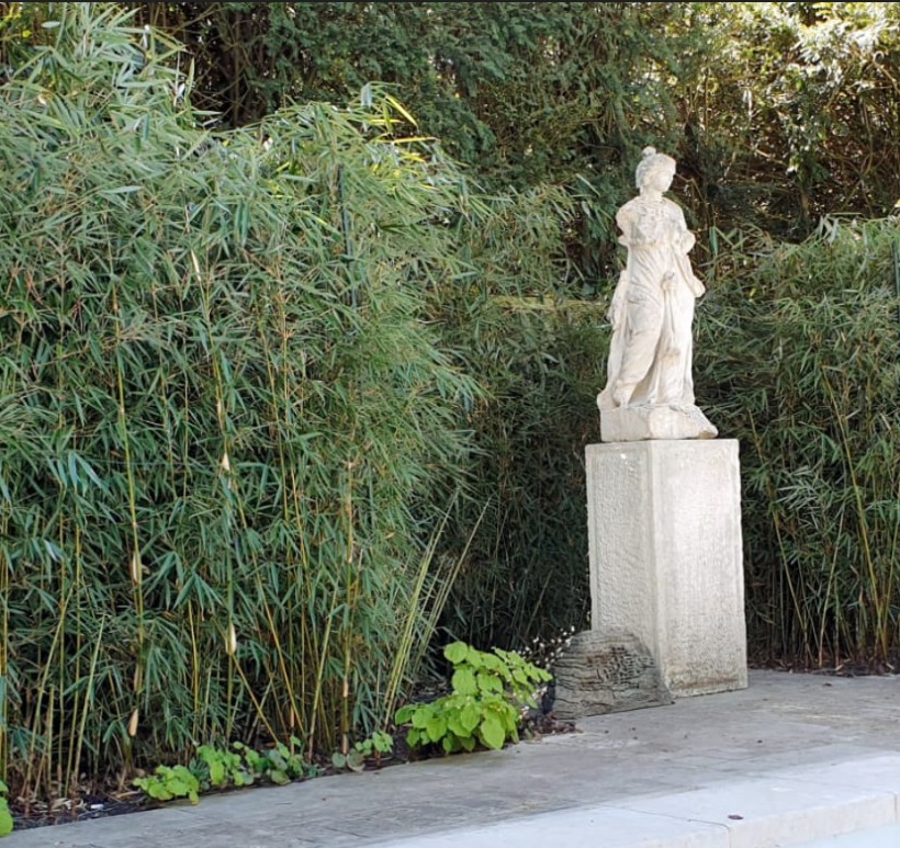 Thuja occidentalis ‘Brabant’